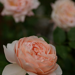 Ambridge Rose