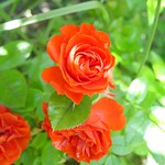Miniature rose
