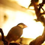 The Old Tea Shop (dot com)