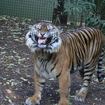 Ramalon, The Male Sumatran Tiger flehming, or flehmening