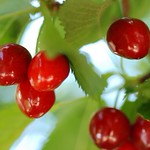 Cherry Bomb - 60mm Micro