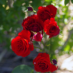 Hedge roses