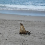 Australian Sea Lion