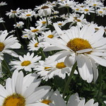 Daisy patch