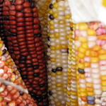 Indian Corn