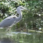 fishing heron