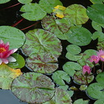 Lillies of the pond
