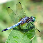 "Reeling &ndash; thro' endless summer days &ndash; From inns of molten Blue &ndash;"