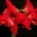 Hippeastrum "FanFare"