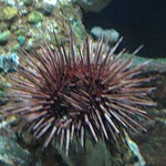 Sea Urchin