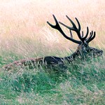 Stag in grass