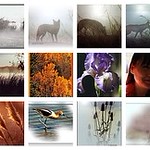 Explore Photos - Thanks to ALL OF YOU FLICKRERS!