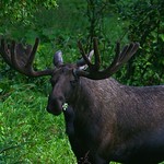 Full Time Eating Machine