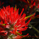 Paintbrush Dipped In Scarlet