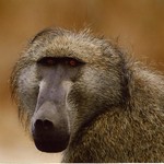 Chacma Baboon - Papio ursinus