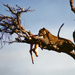 Raw in tooth and claw ...