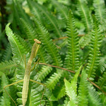 Protective coloration