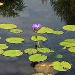 Pond Lilly