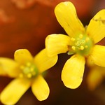 Flowers are love's truest language. - Park Benjamin