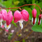 Bleeding Hearts