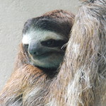 Sloth face