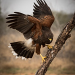 Harris's Hawk