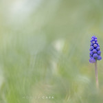 Muscari