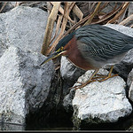Green Heron