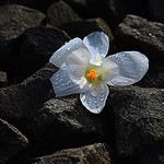 From every wound there is a scar and every scar tells a story. A story that say - " I have Survived ". - " Turn your wounds into wisdom".