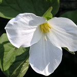 White Trillium