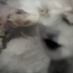 Cruelty has a human heart..