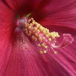 hibiscus red