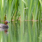 Little grebe