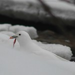 Ivory Gull