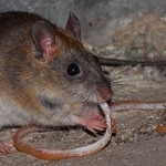 A hungry rat