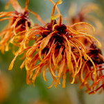 witch hazel