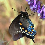 Pipevine Swallowtail