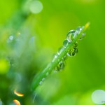 Back Yard Rain Bling