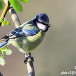 Chapim Azul - Parus caeruleus - Blue Tit