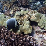 reticulated butterflyfish: Chaetodon reticulatus