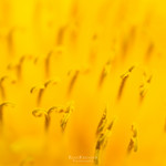 a sea of yellow