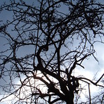 hawthorn silhouette tangle