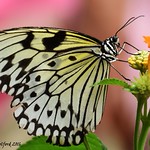 Butterfly - Macro Heaven!