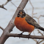 American Robin