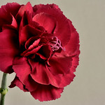 Carnation