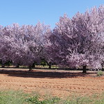 Cherry blossom time...