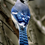 Back View - Blue Jay Feather Markings.