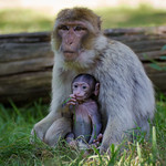 Berberaffe (Macaca sylvanus)