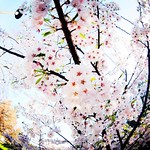 The City of Whirling Blossoms