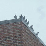 Pigeons waiting